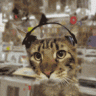 Apple the cat